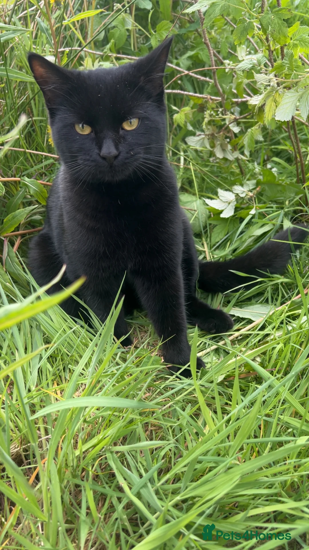 Domestic Shorthair cats for sale: Black velvet kittens  in Newton Stewart - Advert 2