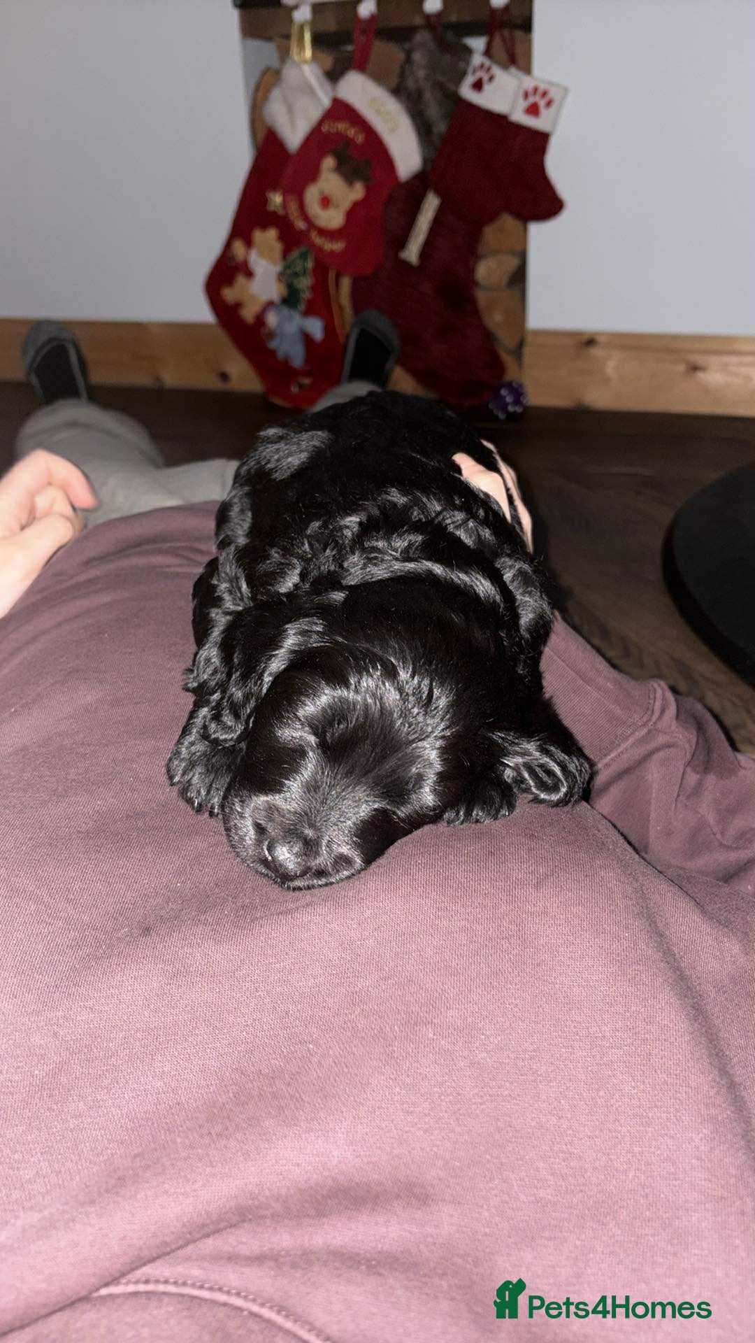 Goldendoodle dogs for sale: Health tested F1 Goldendoodle puppies  - Advert 32