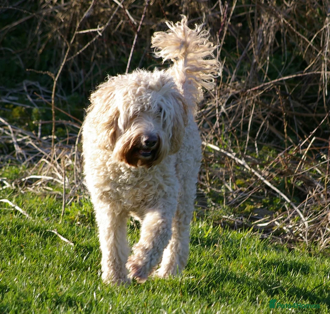 Mixed Breed dogs for sale: EXTENSIVELY HEALTH TESTED MINATURE GOLDENDOODLE - Advert 12
