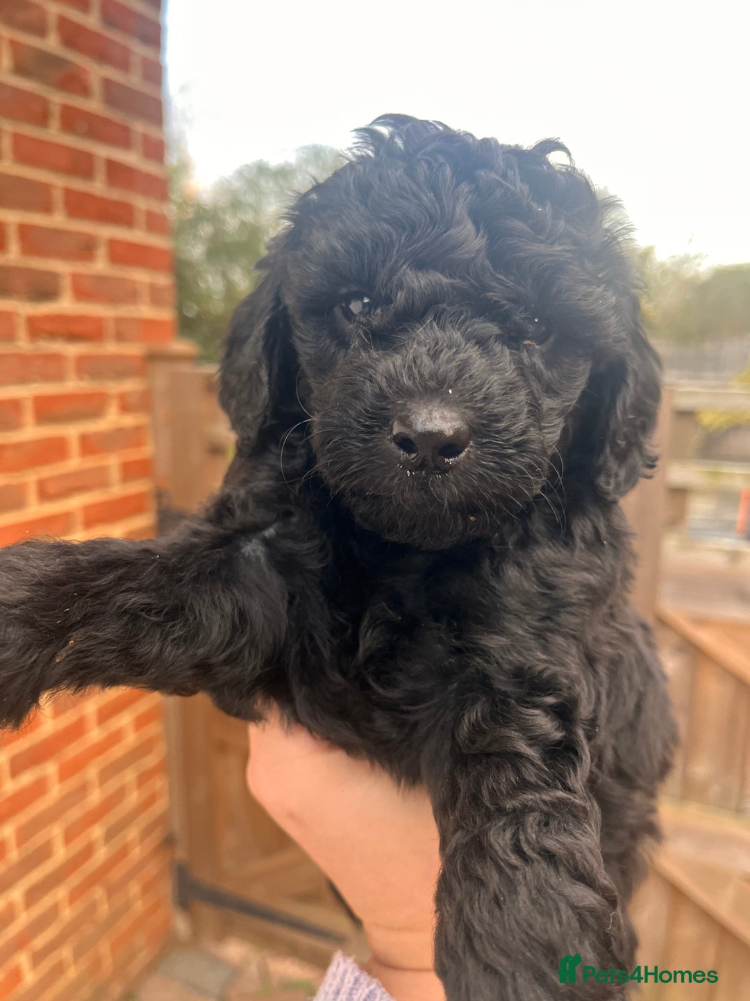 Australian Labradoodle dogs for sale: Home raised, DNA tested, Australian Labradoodles - Advert 7