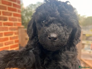 Australian Labradoodle dogs Home raised, DNA tested, Australian Labradoodles - Advert 4