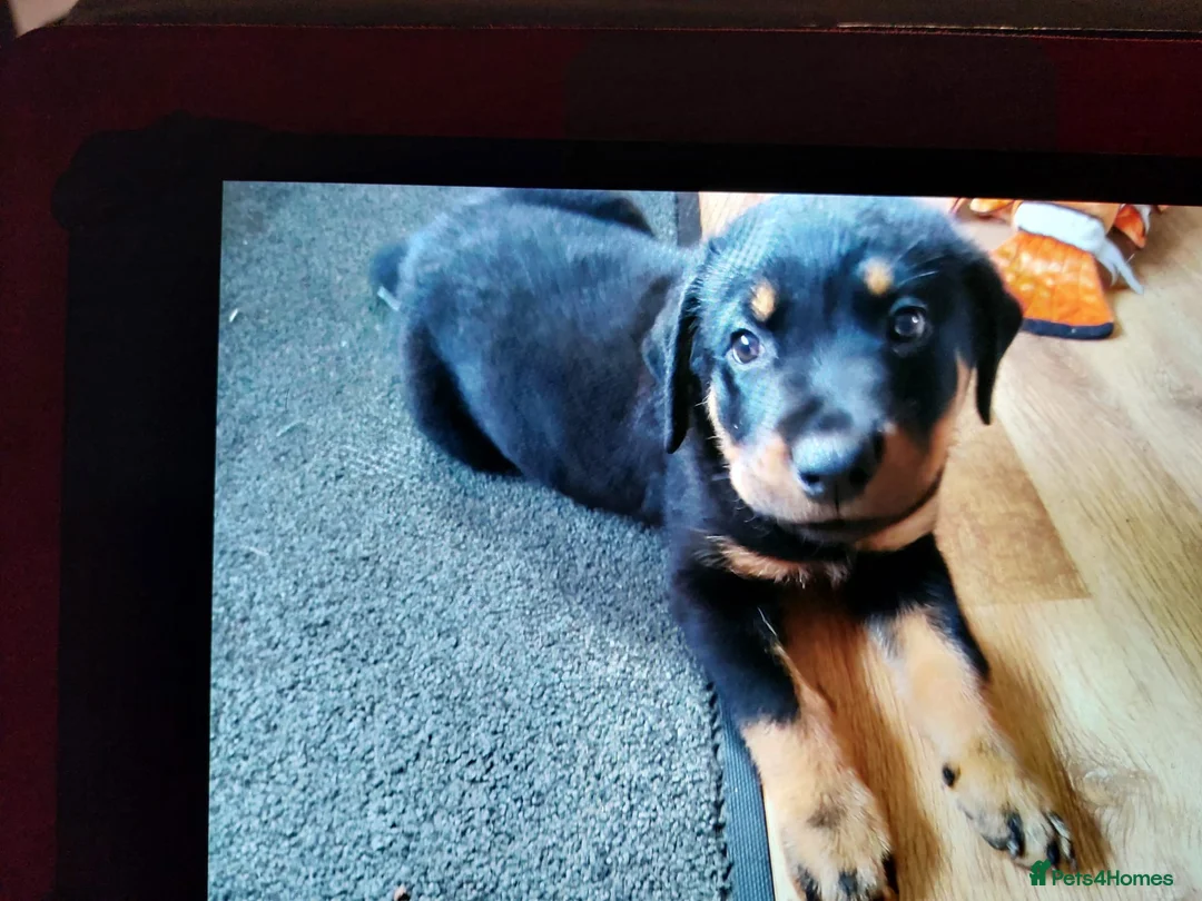 Rottweiler dogs for stud: proven rottweiler stud in Barnsley - Advert 17