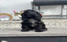 Cocker Spaniel dogs for sale: 1 stunning black girl health clear ready now - Image 1