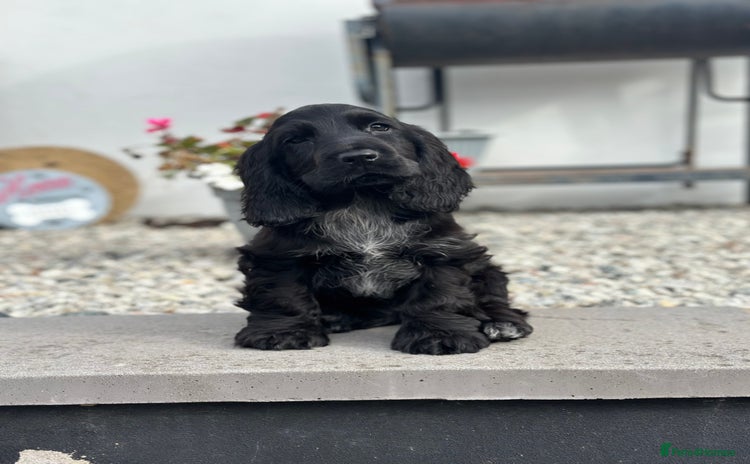 Cocker Spaniel dogs - Advert 3