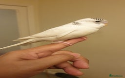 Budgerigars birds for sale: Handreared semitamed and tamed budgies  - Image 10