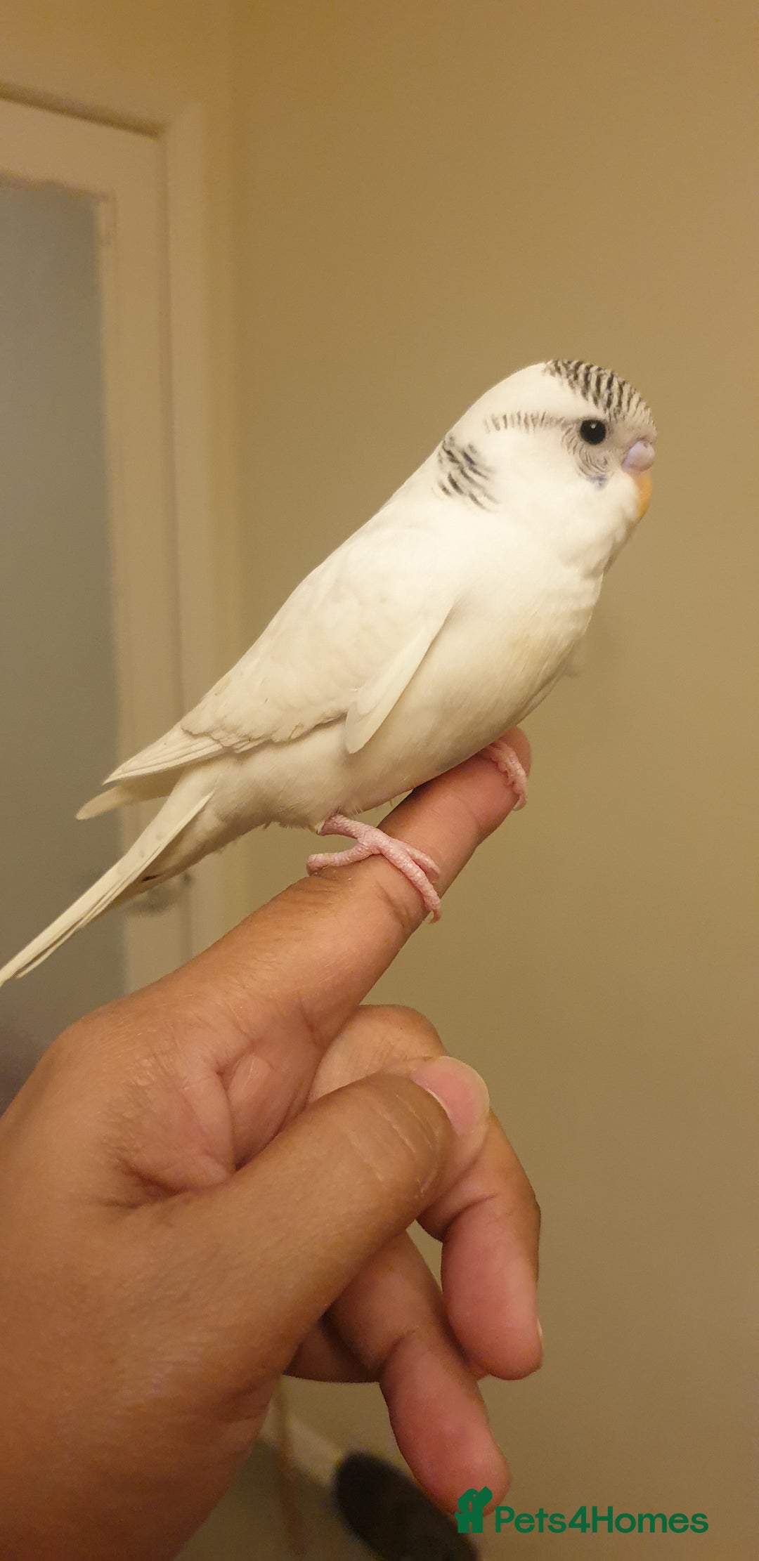 Budgerigars birds for sale: Handreared semitamed and tamed budgies  - Image 10