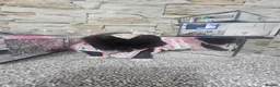 Pomeranian dogs for sale:  **   ** s Pomeranian puppy in Doncaster - Advert 1
