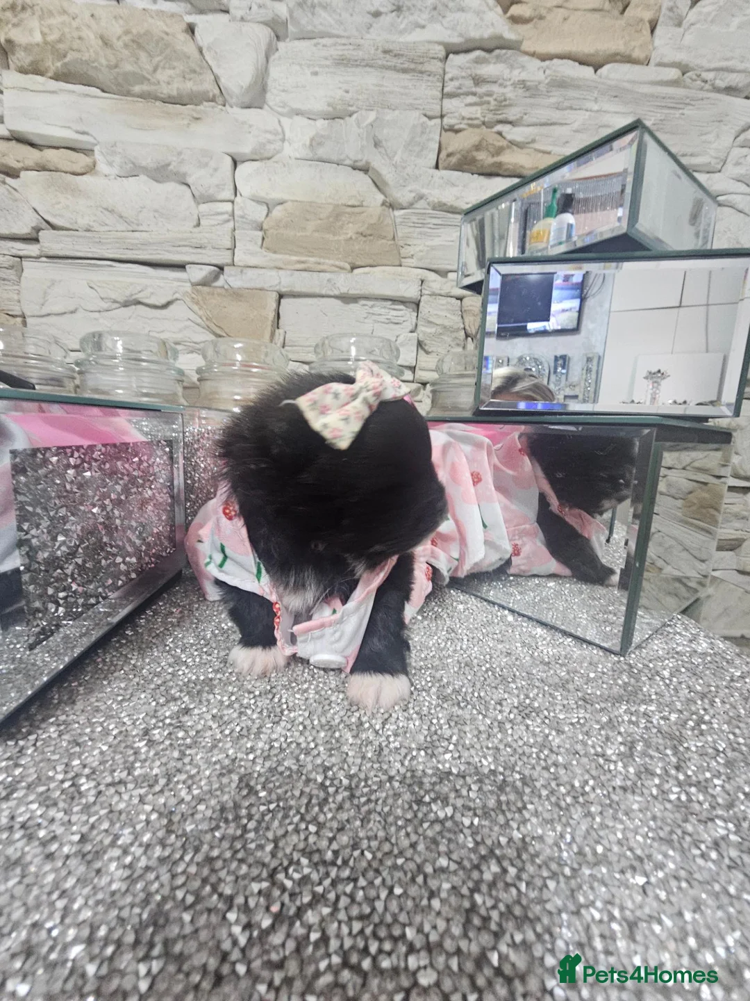 Pomeranian dogs for sale:  **   ** s Pomeranian puppy in Doncaster - Advert 1