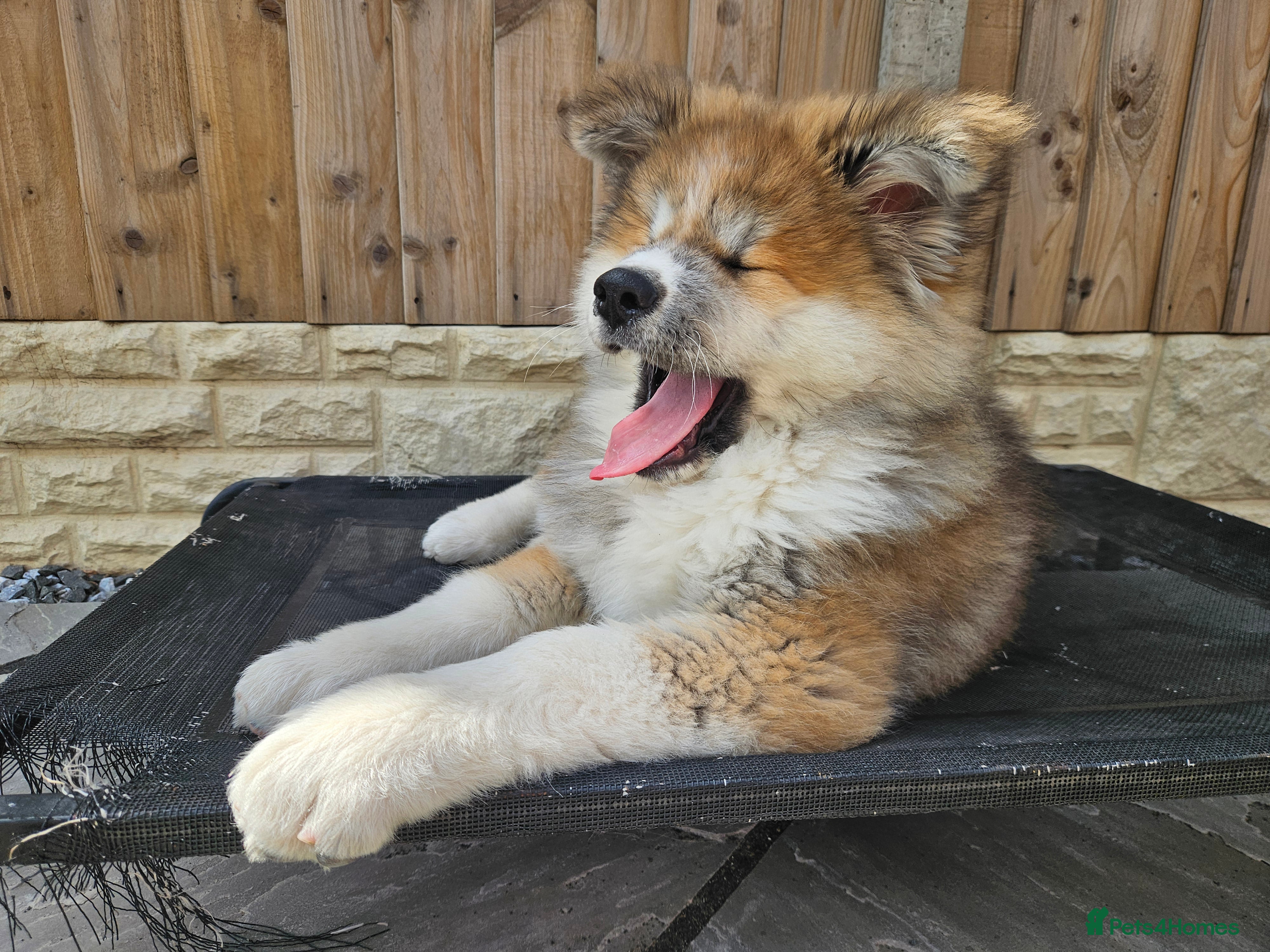 Japanese Akita Inu dogs for sale: RKC Registered Long-Coat Female - Advert 23