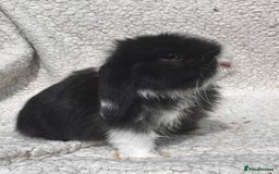Mini Lop rabbits for sale: STUNNING PUREBRED MINI LOP BABY GIRLS AND BOYS - Image 2