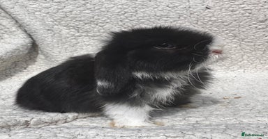 Mini Lop rabbits - Advert 6