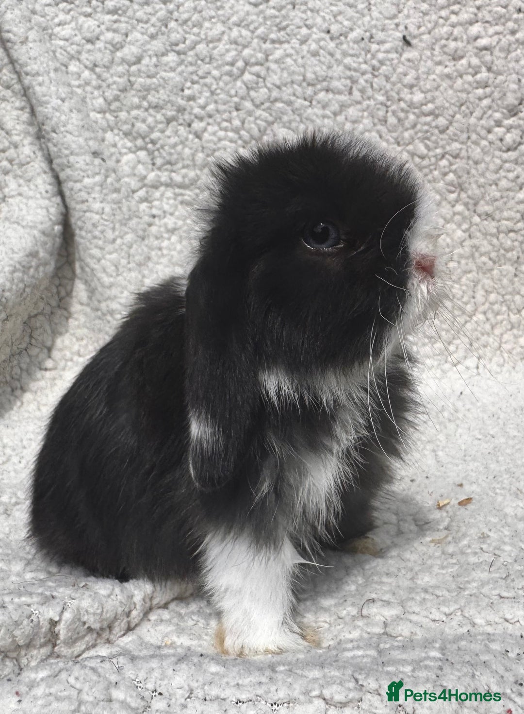 Mini Lop rabbits for sale: STUNNING PUREBRED MINI LOP BABY GIRLS AND BOYS - Image 2