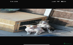 American Bull Staffy dogs for sale: American Bulldog - Image 12
