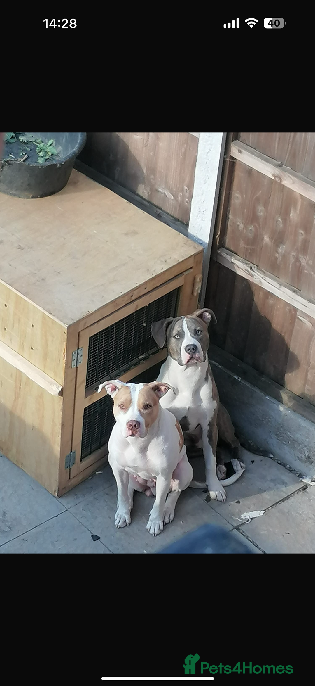 American Bull Staffy dogs for sale: American Bulldog - Image 12