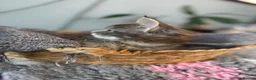 Maine Coon cats for sale: Beautiful Maine Coon kittens **READY NOW*** - Advert 2
