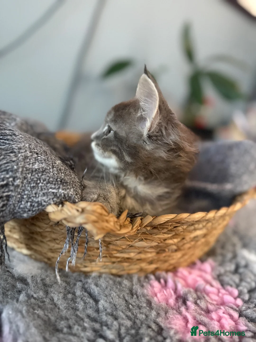 Maine Coon cats for sale: Beautiful Maine Coon kittens **READY NOW*** - Advert 2