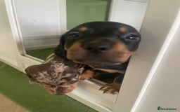Miniature Dachshund dogs for sale: Ready for new homes Mini Dachshund  - Image 22