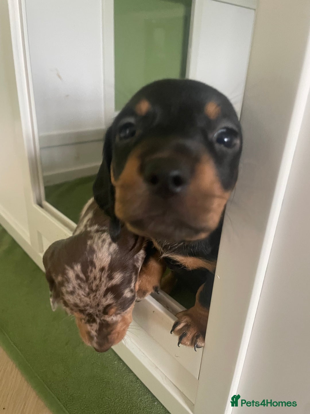 Miniature Dachshund dogs for sale: Ready for new homes Mini Dachshund  - Image 22