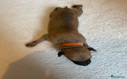 Whippet dogs for sale: 6 Stunning KC Pedigree Whippet Puppies - Image 9