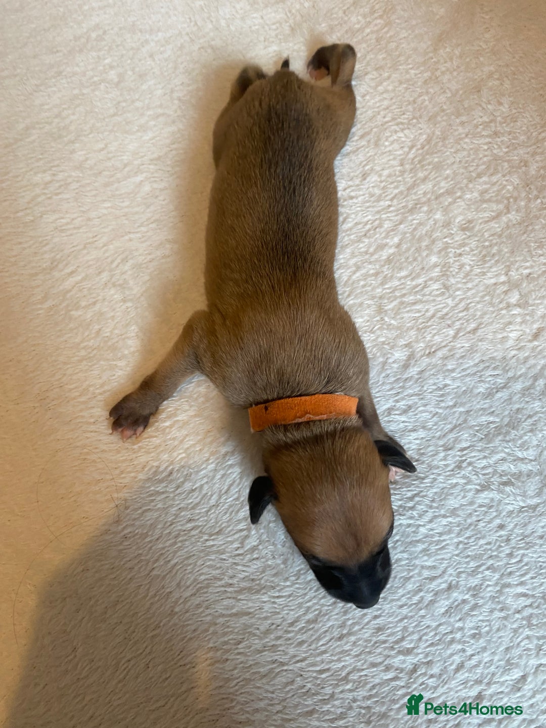 Whippet dogs for sale: 6 Stunning KC Pedigree Whippet Puppies - Image 9
