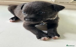 Mixed Breed dogs for sale: Staffy x Belgian Malinos  - Image 23