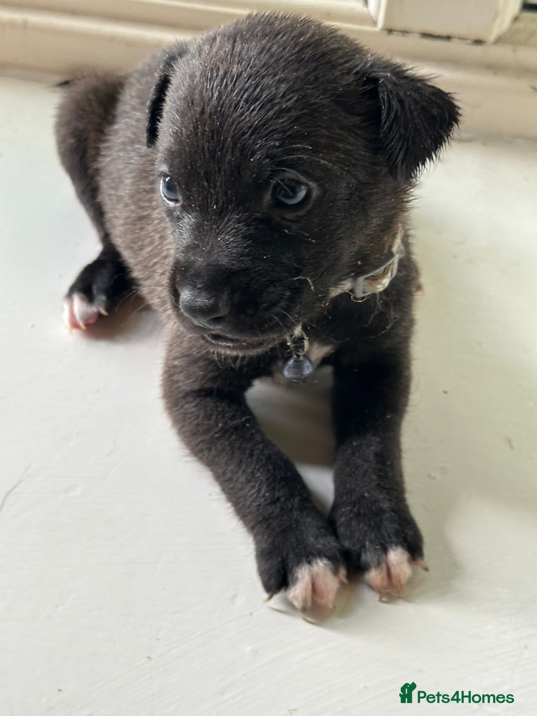 Mixed Breed dogs for sale: Staffy x Belgian Malinos  - Image 23