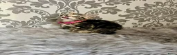Bengal cats for sale: Bengal kittens🐾 - Advert 6