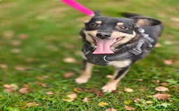 Mixed Breed dogs for adoption: 💖🐶 BUKA 🐶💖 - Image 18