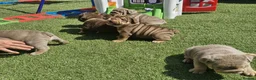 English Bulldog dogs for sale: English bulldog  - Advert 3