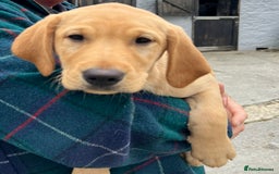Labrador Retriever dogs for sale: Labrador Retriever Puppies in Llanybydder - Image 22