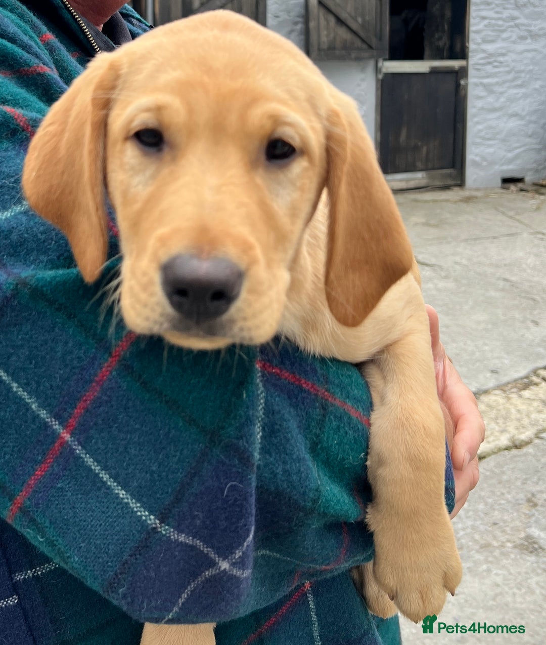 Labrador Retriever dogs for sale: Labrador Retriever Puppies in Llanybydder - Image 22