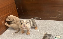 Olde English Bulldogge dogs for sale: Old English bulldog puppies - Image 26