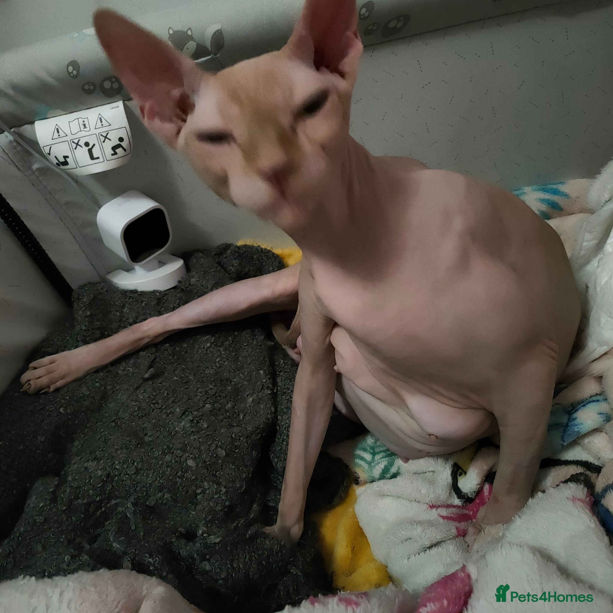 Sphynx cats  Beautiful Canadian Sphynx Female  - Advert 3