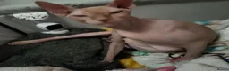 Sphynx cats for sale:  Beautiful Canadian Sphynx Female  - Advert 1