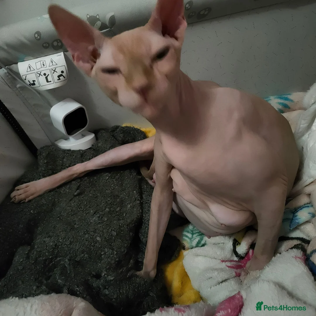 Sphynx cats for sale:  Beautiful Canadian Sphynx Female  - Advert 1