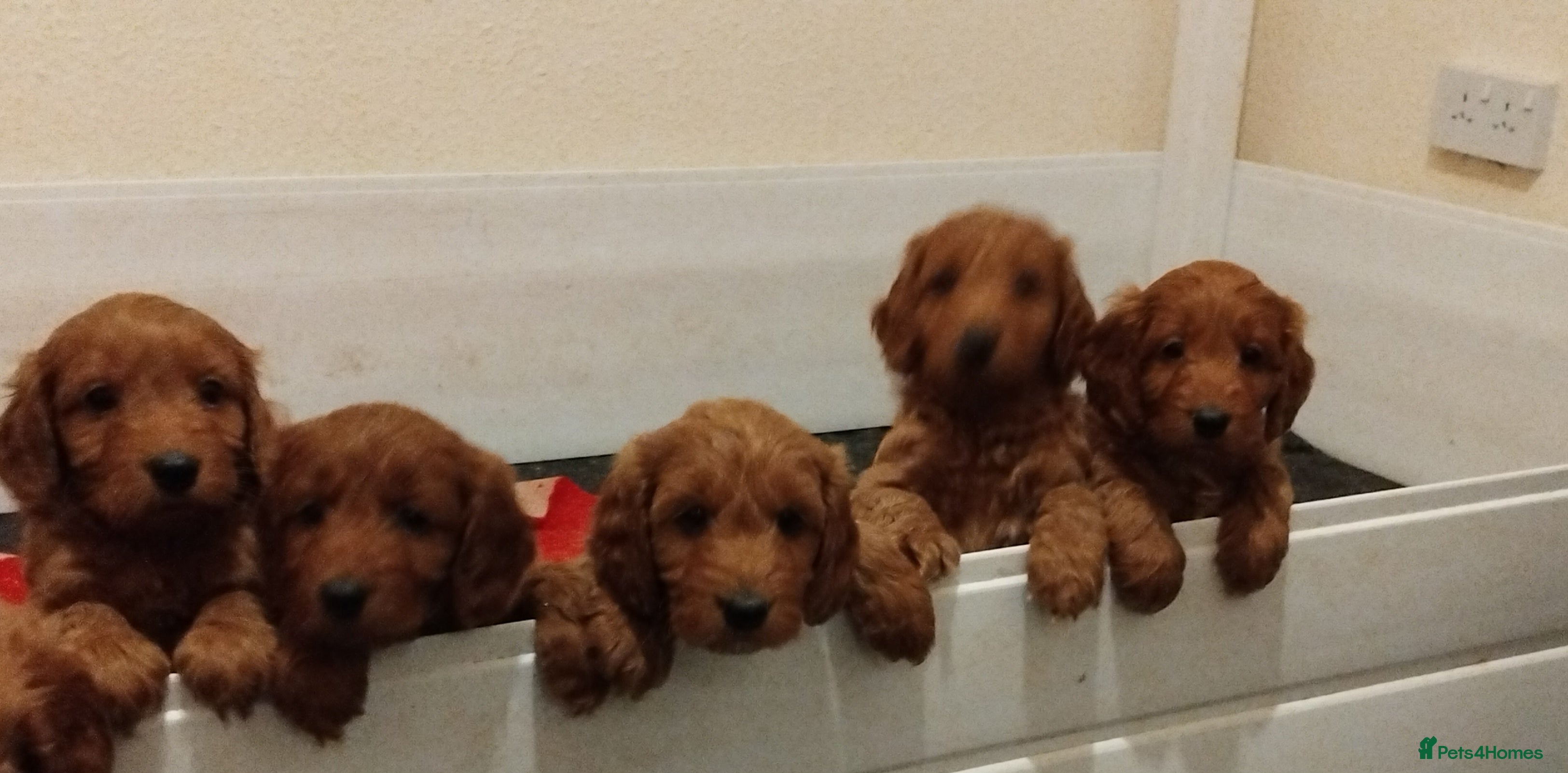 Cockapoo dogs F1 Cockapoo pups for sale - Advert 18