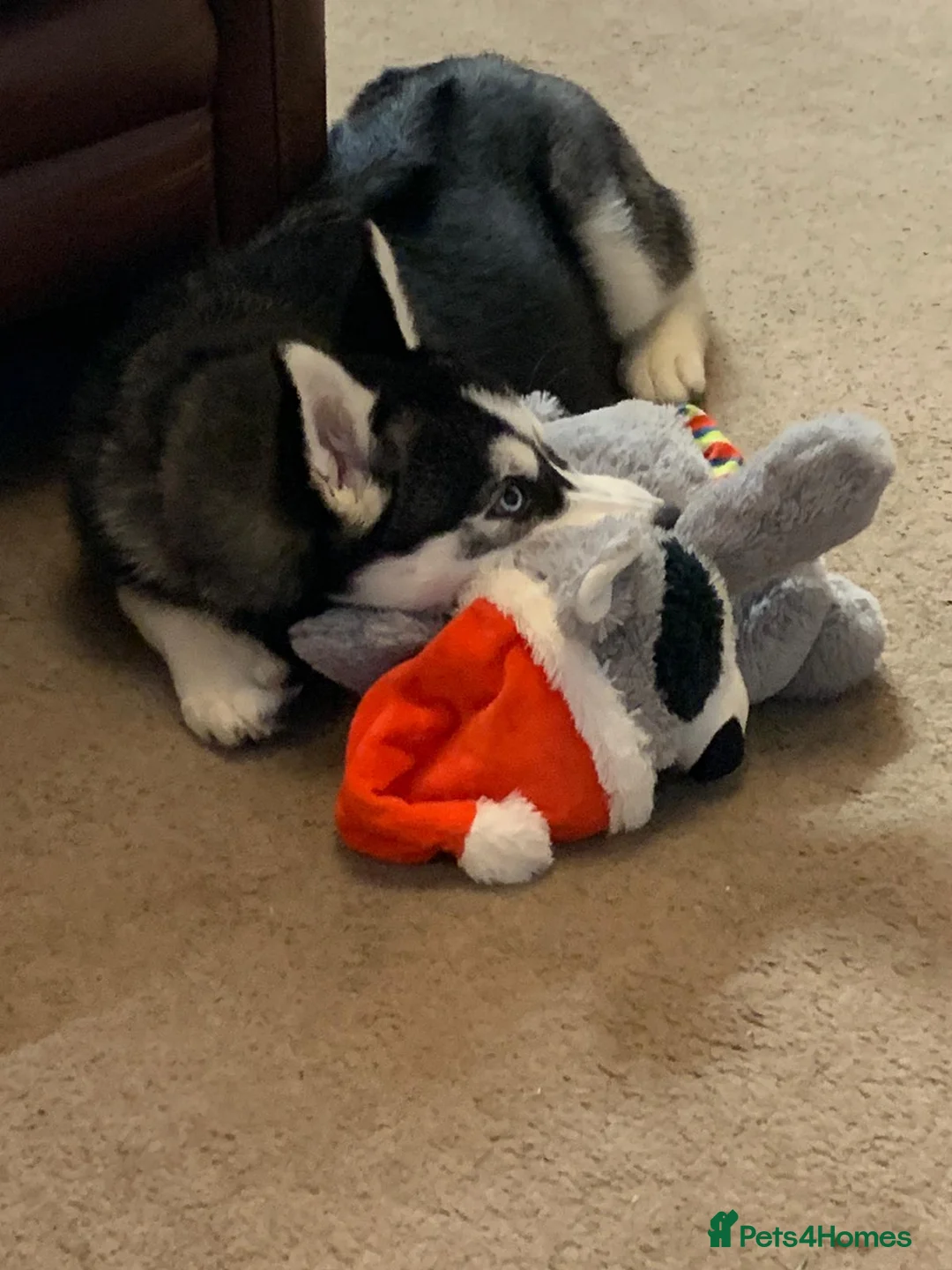 Siberian Husky dogs for stud: 🐺Lucky🐺 in Birmingham - Advert 27