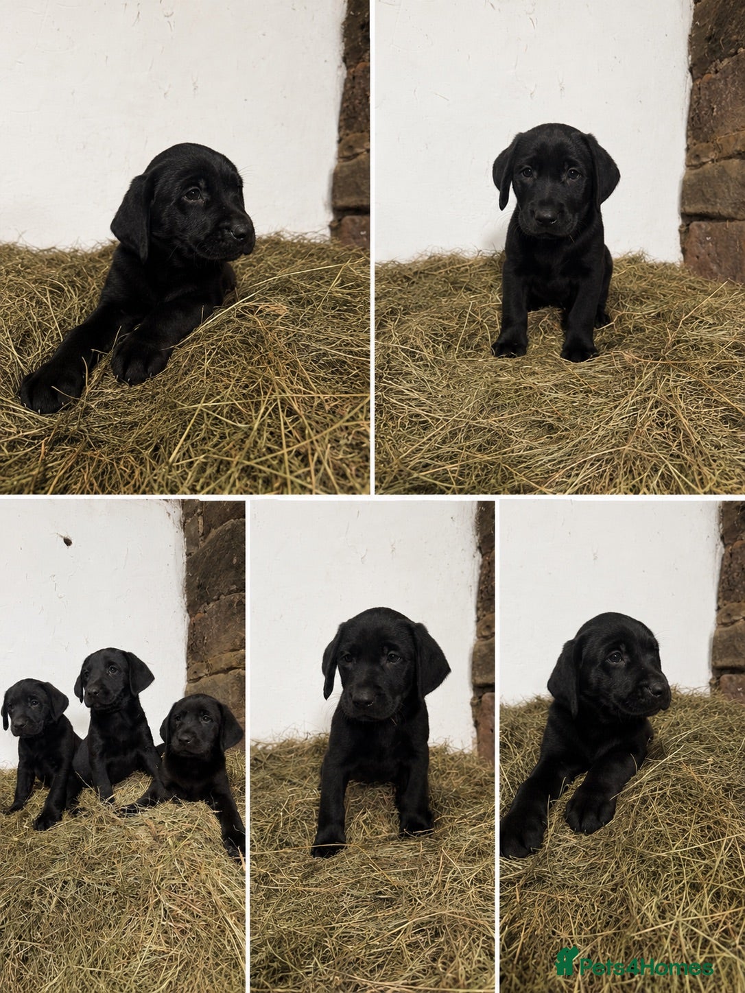 Labrador Retriever dogs Gorgeous Black family/Working Labrador Pups - Advert 2