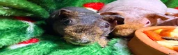 Guinea Pig rodents for sale: Skinny Pig Babies Boy & Girls - Advert 3