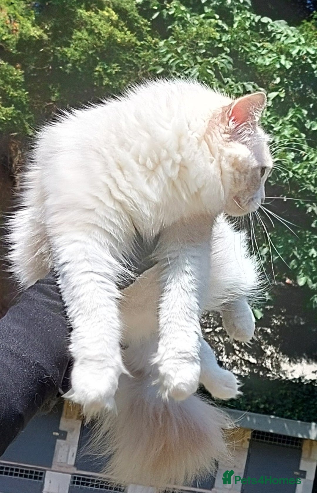 Ragdoll cats for sale: 🔥PRESTIGIOUS BEAST SIZE EU FEMALE🔥  - Advert 8