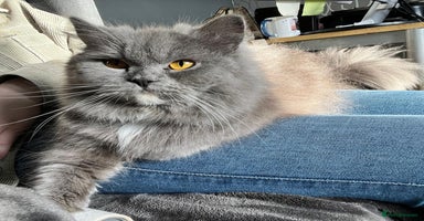Persian cats - Advert 12