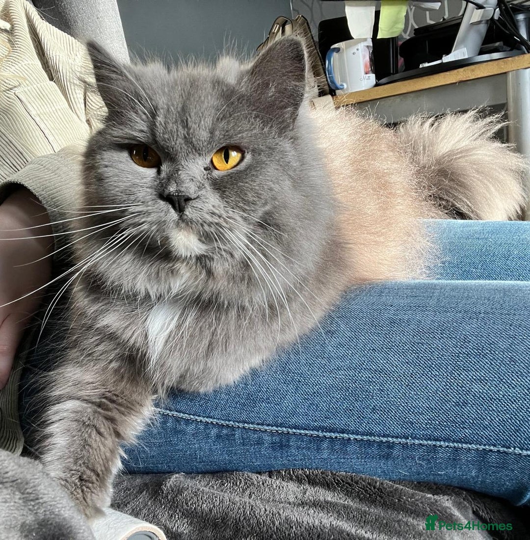 Persian cats for sale: Persian female looking for a new home  - Image 2