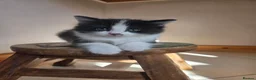 Mixed Breed cats for sale: Male kitten - Advert 5