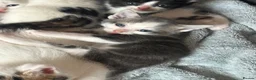 Mixed Breed cats for sale: One male grey kitten left!  - Advert 1