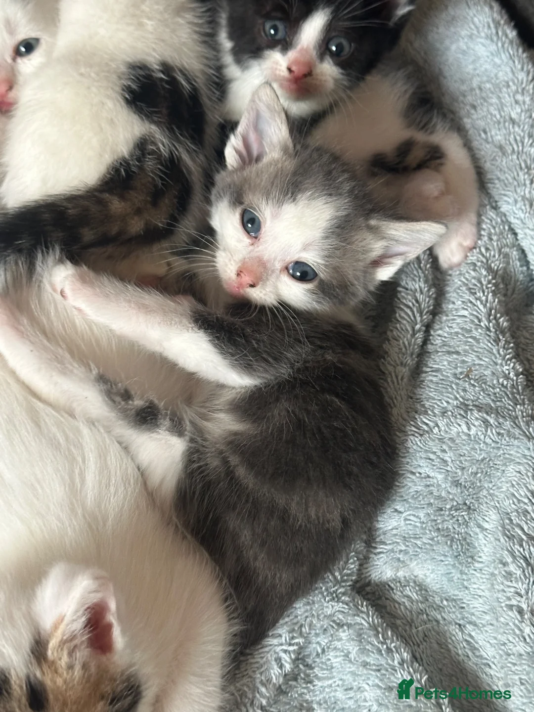 Mixed Breed cats for sale: One male grey kitten left!  - Advert 1