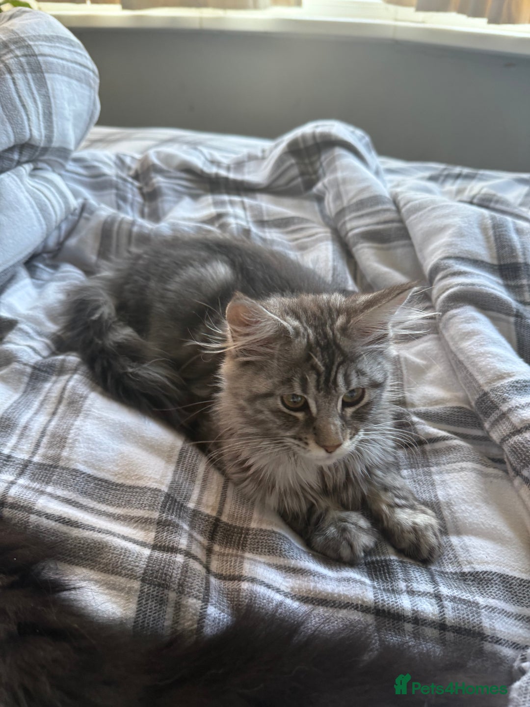 Maine Coon cats for sale: Beautiful Maine Coon Girl –Ready Now - Advert 2