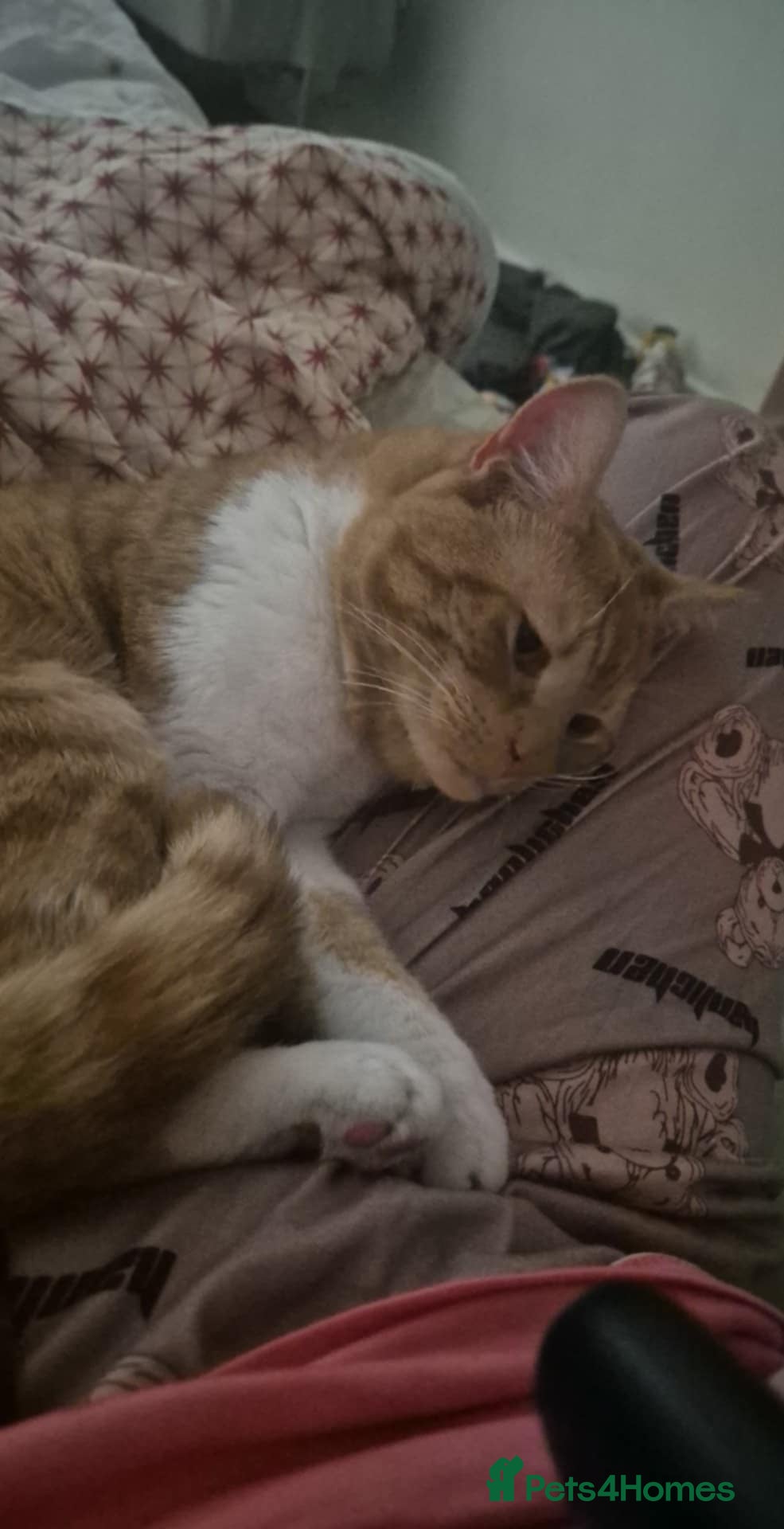 Mixed Breed cats Ginger cat for sale  - Advert 10