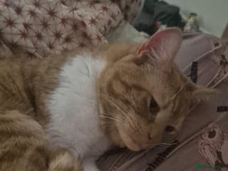 Mixed Breed cats Ginger cat for sale - Advert 4