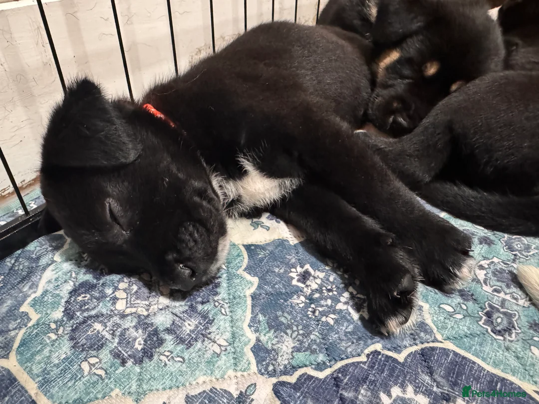 Mixed Breed dogs for sale: RARE BLUE EYE Sholly  ** tiff x Husky  - Advert 34