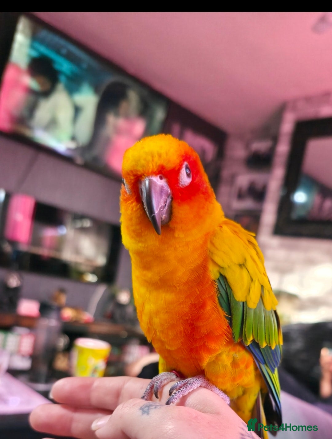Conures birds for sale: SUPER TAME female sun conure beautiful  - Advert 6